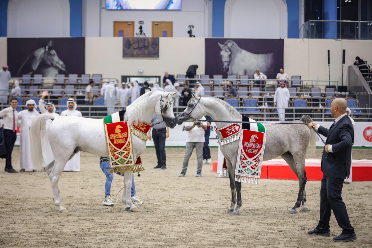 SHARJAH ARABIAN HORSE FESTIVAL - UAE BRED